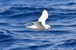 Snow petrel. Side view of adult in flight. Between South Shetland Islands and Antarctica, December 2015. Image © Cyril Vathelet by Cyril Vathelet.