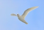 Snow petrel. View from underneath of adult in flight. Between South Shetland Islands and Antarctica, December 2015. Image © Cyril Vathelet by Cyril Vathelet.