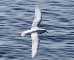 Snow petrel. Adult in flight, dorsal. Southern Indian Ocean, December 2014. Image © Sergey Golubev by Sergey Golubev.