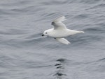 Snow petrel. Adult in flight. Close to Coronation Island, off Antarctic Peninsula, February 2019. Image © Glenn Pure 2019 birdlifephotography.org.au by Glenn Pure.