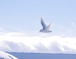 Snow petrel. Adult. Gould Bay, Weddell Sea, November 2014. Image © Colin Miskelly by Colin Miskelly.