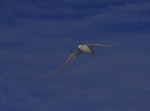 Snow petrel. Adult. Gould Bay, Weddell Sea, December 2014. Image © Colin Miskelly by Colin Miskelly.