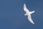 Snow petrel. Adult in flight, dorsal view. Ross Sea, Antarctica, January 2018. Image © Mark Lethlean by Mark Lethlean.