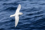 Snow petrel. Adult in flight, dorsal view. Southern Ocean, January 2018. Image © Mark Lethlean by Mark Lethlean.