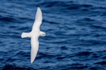 Snow petrel. Adult in flight, dorsal view. Ross Sea, Antarctica, January 2018. Image © Mark Lethlean by Mark Lethlean.