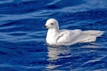 Snow petrel. Adult on water. Southern Ocean, January 2018. Image © Mark Lethlean by Mark Lethlean.