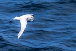 Snow petrel. Adult in flight, dorsal view. Southern Ocean, January 2018. Image © Mark Lethlean by Mark Lethlean.