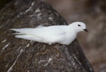 Snow petrel. Adult at breeding colony. Hop Island, Prydz Bay, Antarctica, December 1989. Image © Colin Miskelly by Colin Miskelly.