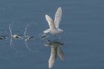 Snow petrel. Adult taking off after surface dipping to capture krill. Crystal Sound, Antarctic Peninsula, February 2015. Image © Tony Whitehead by Tony Whitehead.