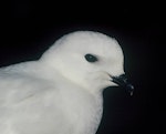 Snow petrel. Adult head. Hop Island, Prydz Bay, Antarctica, December 1989. Image © Colin Miskelly by Colin Miskelly.