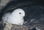 Snow petrel. Adult on nest. Hop Island, Prydz Bay, Antarctica, January 1990. Image © Colin Miskelly by Colin Miskelly.