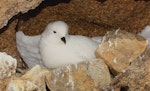 Snow petrel. Adult at breeding colony. Haswell Island, near Mirny Station, Antarctica, November 2012. Image © Sergey Golubev by Sergey Golubev.