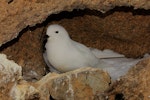 Snow petrel. Adult at breeding colony. Haswell Island, near Mirny Station, Antarctica, November 2012. Image © Sergey Golubev by Sergey Golubev.