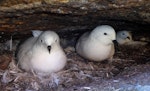 Snow petrel. Incubating adults (left-hand bird and bird in background). Haswell Island, near Mirny Station, Antarctica, December 2015. Image © Sergey Golubev by Sergey Golubev.