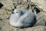 Snow petrel. Chick. Hop Island, Prydz Bay, Antarctica, February 1990. Image © Colin Miskelly by Colin Miskelly.