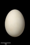 Snow petrel. Egg 56.1 x 40.6 mm (NMNZ OR.011291, collected by Frederich-Carl Kinsky). Pryors Precipice, Cape Hallett, Ross Sea, Antarctica, December 1963. Image © Te Papa by Jean-Claude Stahl.