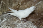 Snow petrel. Adult calling at breeding colony. Hop Island, Prydz Bay, Antarctica, December 1989. Image © Colin Miskelly by Colin Miskelly.