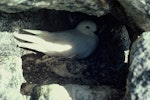 Snow petrel. Adult on nest. Cape Denniston, Antarctica, December 1981. Image © Department of Conservation (image ref: 10037112) by Brian Ahern, Department of Conservation.