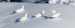 Snow petrel. Flock on iceberg. off Anvers Island, Antarctica, November 2019. Image © Mark Lethlean by Mark Lethlean.