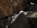 Snow petrel. Adults displaying at breeding colony. Haswell Island, near Mirny Station, Antarctica, November 2012. Image © Sergey Golubev by Sergey Golubev.