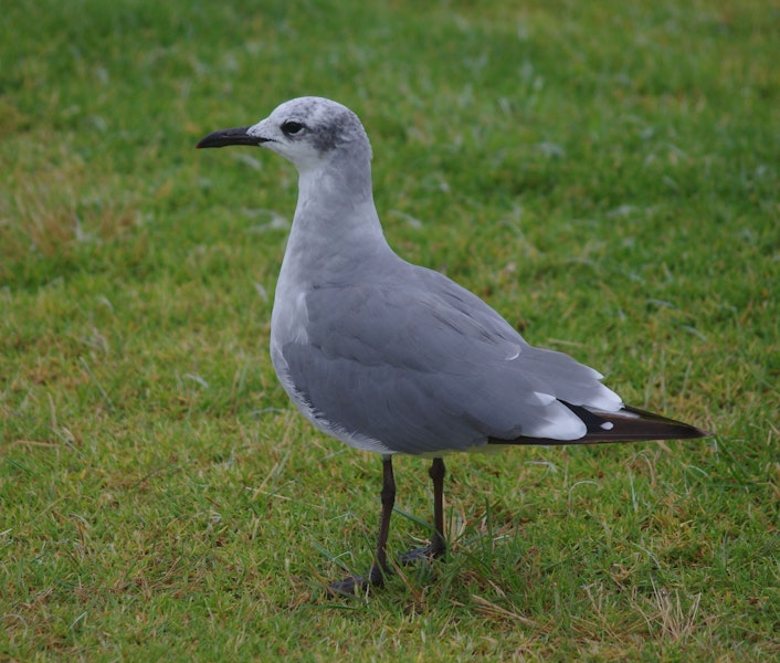 Laughing gull. Immature. Opotiki, January 2017. Image © Colin Miskelly by Colin Miskelly.