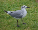 Laughing gull. Immature. Opotiki, January 2017. Image © Colin Miskelly by Colin Miskelly.