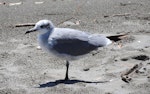 Laughing gull. Immature. Waiotahi River estuary, December 2016. Image © David Riddell by David Riddell.