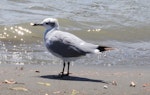 Laughing gull. Immature. Waiotahi River estuary, December 2016. Image © David Riddell by David Riddell.