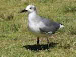 Laughing gull. Immature. Opotiki Wharf, January 2017. Image © Scott Brooks (ourspot) by Scott Brooks.