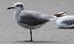 Laughing gull. A second winter bird. Waiotahi Beach, January 2017. Image © Tim Barnard by Tim Barnard.