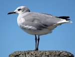 Laughing gull. Immature on wharf post. Opotiki Wharf, January 2017. Image © Scott Brooks (ourspot) by Scott Brooks.