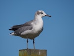 Laughing gull. Second-year bird (immature) - first New Zealand record. Opotiki Wharf, January 2017. Image © Thomas Musson by Thomas Musson.