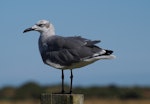 Laughing gull. Second-year bird (immature) - first New Zealand record. Opotiki Wharf, January 2017. Image © Thomas Musson by Thomas Musson.