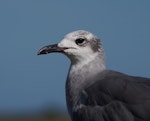 Laughing gull. Second-year bird (immature) - first New Zealand record. Opotiki Wharf, January 2017. Image © Thomas Musson by Thomas Musson.