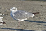 Laughing gull. Immature. Waiotahi Beach, Bay of Plenty, December 2016. Image © Alan Tennyson by Alan Tennyson.