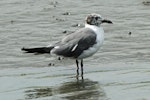 Laughing gull. Adult in partial non-breeding plumage. Cape May, New Jersey, USA, September 2013. Image © Duncan Watson by Duncan Watson.