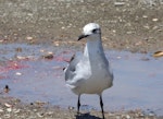 Laughing gull. Immature. Waiotahi River estuary, December 2016. Image © David Riddell by David Riddell.