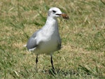 Laughing gull. Immature with food scraps. Opotiki Wharf, January 2017. Image © Scott Brooks (ourspot) by Scott Brooks.