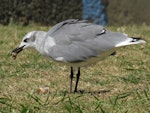 Laughing gull. Immature with food scraps. Opotiki Wharf, January 2017. Image © Scott Brooks (ourspot) by Scott Brooks.