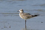 Laughing gull. Immature. Bahia la Ventosa, Mexico, March 2015. Image © Nigel Voaden by Nigel Voaden.