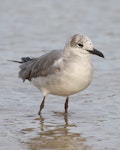 Laughing gull. Non-breeding. Venus Bay, South Australia, August 2016. Image © John Fennell by John Fennell.