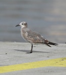 Laughing gull. Immature. Cairns, February 2009. Image © Dick Jenkin by Dick Jenkin.