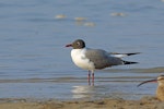 Laughing gull. Breeding adult. Bahia la Ventosa, Mexico, March 2015. Image © Nigel Voaden by Nigel Voaden.