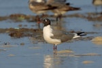 Laughing gull. Breeding adult. Bahia la Ventosa, Mexico, March 2015. Image © Nigel Voaden by Nigel Voaden.