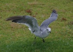 Laughing gull. Immature with wings raised. Opotiki, January 2017. Image © Colin Miskelly by Colin Miskelly.