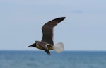 Laughing gull. Adult in breeding plumage in flight. Hikuwai Beach, Opotiki, December 2017. Image © Les Feasey by Les Feasey.