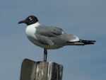 Laughing gull. Breeding adult. Texas, April 2016. Image © Peter Moore by Peter Moore.