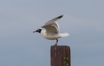 Laughing gull. Adult in breeding plumage with wings raised. Hikuwai Beach, Opotiki, December 2017. Image © Les Feasey by Les Feasey.