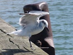 Laughing gull. Immature landing on wharf. Opotiki Wharf, January 2017. Image © Scott Brooks (ourspot) by Scott Brooks.