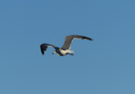 Laughing gull. Immature in flight. Waiotahi Beach, Bay of Plenty, December 2016. Image © Alan Tennyson by Alan Tennyson.